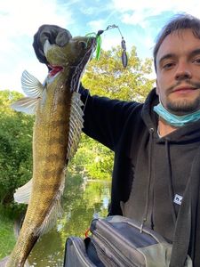 Zander