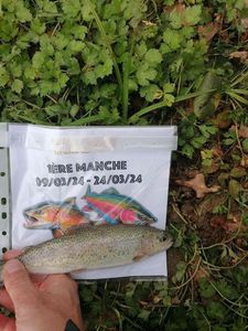 Rainbow Trout