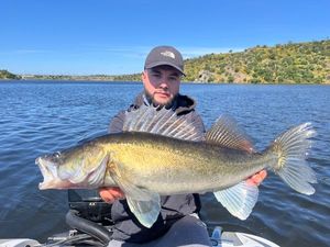 Zander