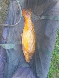 Koï Fish