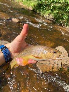 Brown Trout