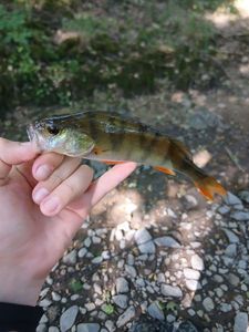 European Perch