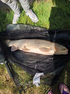 Grass Carp