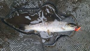 Brown Trout