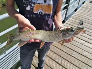 Northern Pike