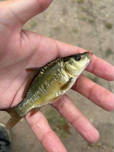 Mirror Carp