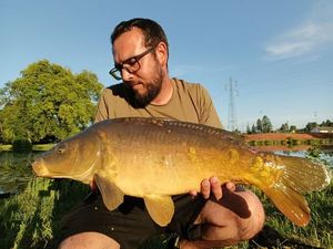 Mirror Carp