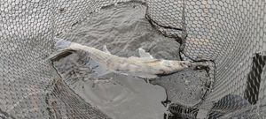Zander