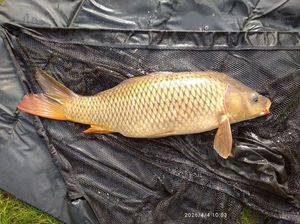 Common Carp