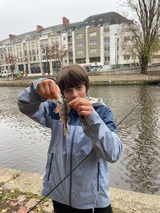 European Perch