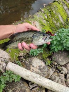 Largemouth Bass