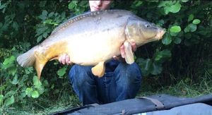 Mirror Carp