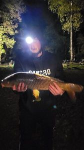 Common Carp