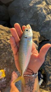 Atlantic Horse Mackerel
