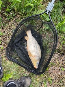 Crucian Carp