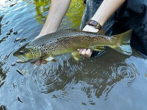 Brown Trout