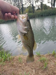 Largemouth Bass