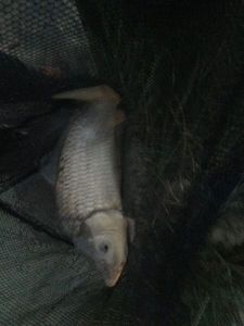 Silver Carp