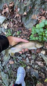 Brown Trout