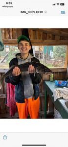Sauger