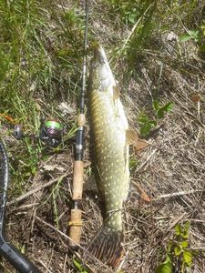 Northern Pike