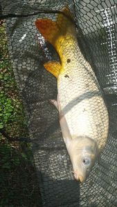 Common Carp