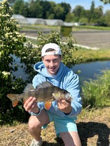 European Perch