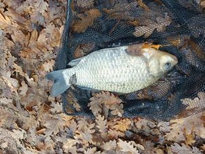 Blue Bream