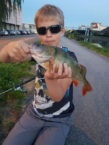 European Perch