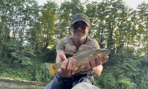 Brown Trout