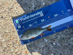 European Perch