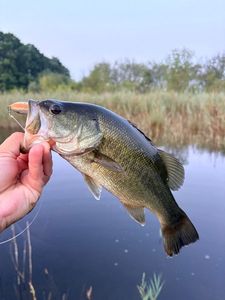 Largemouth Bass