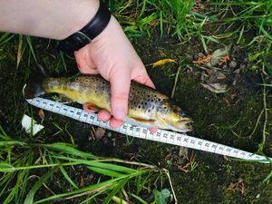 Brown Trout