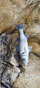 European Bass (Seabass)