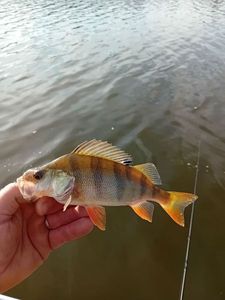 European Perch