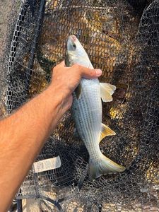 Flathead Grey Mullet
