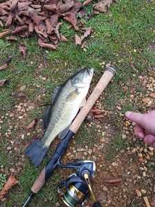 Largemouth Bass