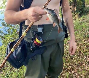 European Perch