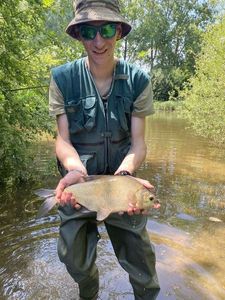 Common Bream