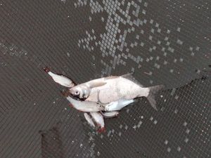 Common Bream