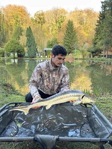 Sturgeon