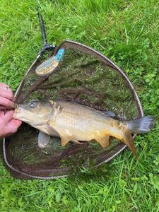 Mirror Carp