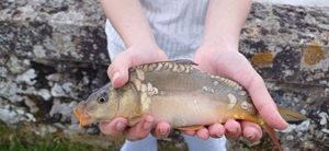 Mirror Carp