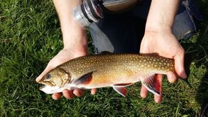 Brook Trout