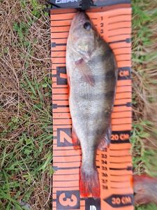 European Perch