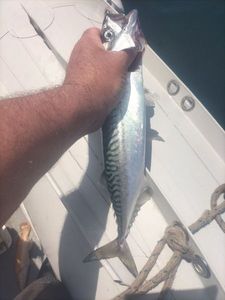 Mackerel