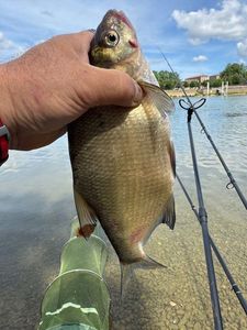 Common Bream