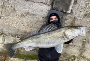 Zander
