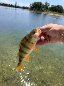 European Perch