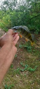 European Perch
